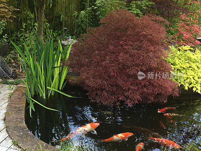 锦鲤池和大型锦鲤鱼在过滤水中游泳的图像，使用池塘过滤器和紫外线灯来改善水质和清晰度，用枫树/槭树、灯笼、竹子和砖边缘池塘水的景观禅宗日本花园